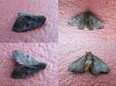 FIGURE 5c FIGURE 5c